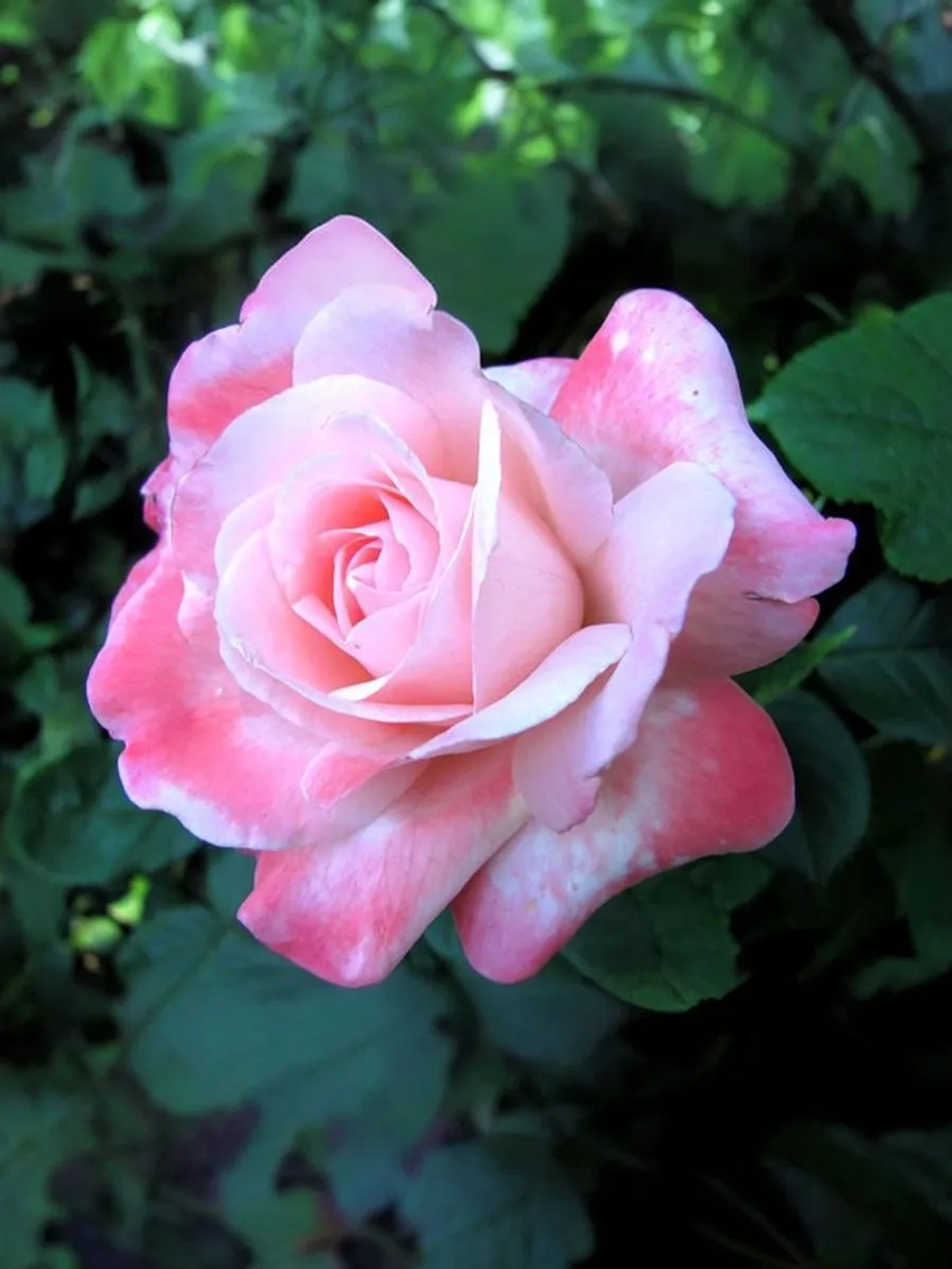 Роза чайно-гибридная Биг Эппл