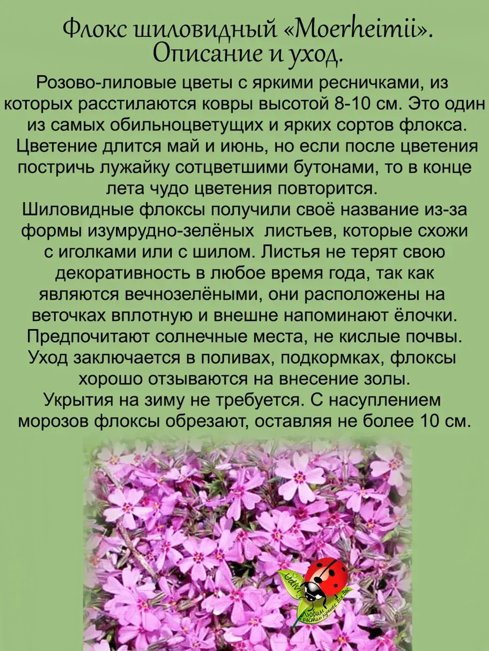 Флокс Маерхейми шиловидный