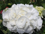 «Шнеебол» (Hydrangea macrophylla «Schneeboll») август 2025 г.