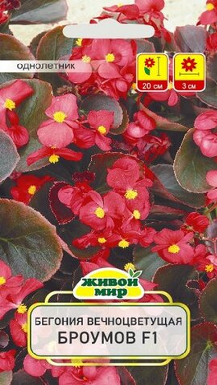 Бeгoния вечноцветущая "ЖМ. Бpoyмoв F1" 10шт, Чехия.