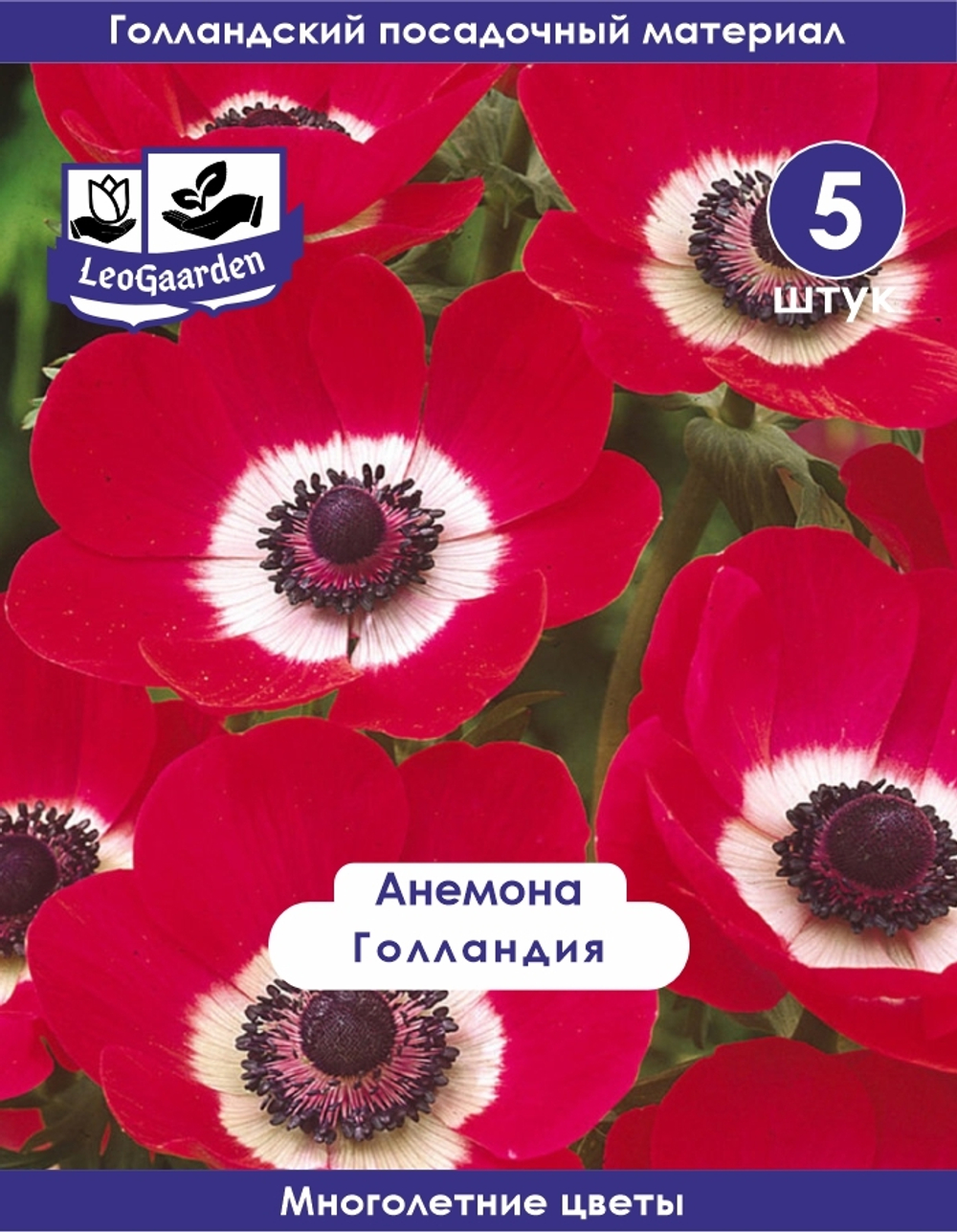 Анемона луковицы, Голландия 5 шт