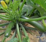 Комо F1 семена кабачка (Sakata / Саката)