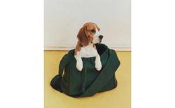 Сумка-переноска для питомца Zara Home, хлопок, зелёный, 7325/019