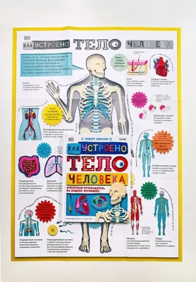 Как устроено тело человека. Красочный путеводитель по нашему организму