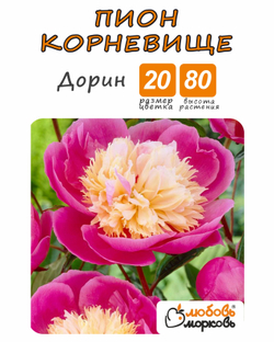 Пион Корневище, Дорин, 1шт