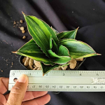 Сансевиерия ANDAMAN VAR