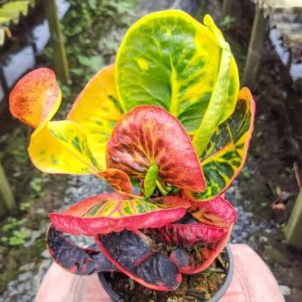 Кротон TALING CHAN