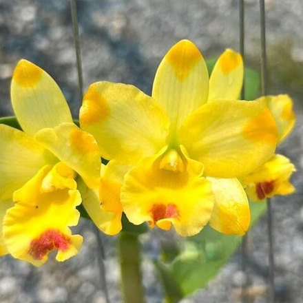 Орхидея каттлеанте CTT. LITTLE FAIRY