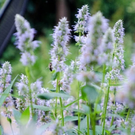Агастахе "Blue Fortune". Agastache hybride "Blue Fortune".