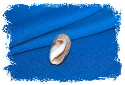 Олива акумината (Agaronia acuminata)