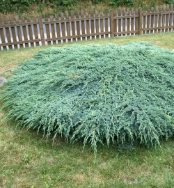 Можжевельник чешуйчатый Блю Карпет Р9 5см*20-30 см см Закупка М62 апрель-май 2026