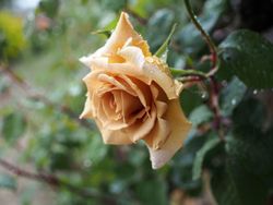 Буттерскотч (Butterscotch)