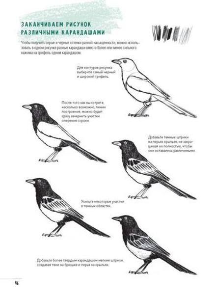 Скетчбук Создаем наброски животных и птиц шаг за шагом: 50 проектов с подробными объяснениями и рисунками