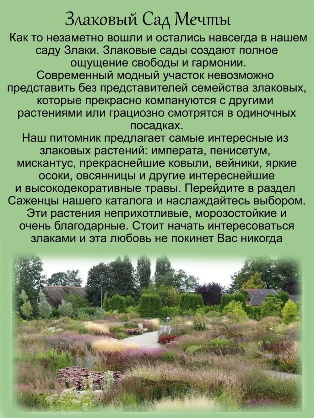 Злак Мискантус китайский Пурпурасценс многолетний