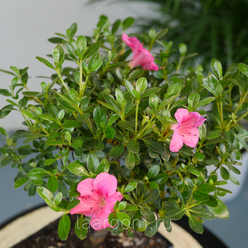 Бонсай Азалия