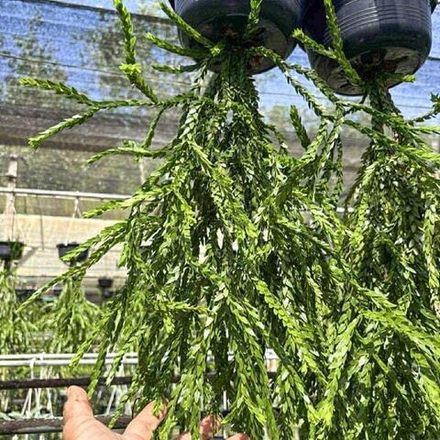 Хуперция H.HYBRID 6"