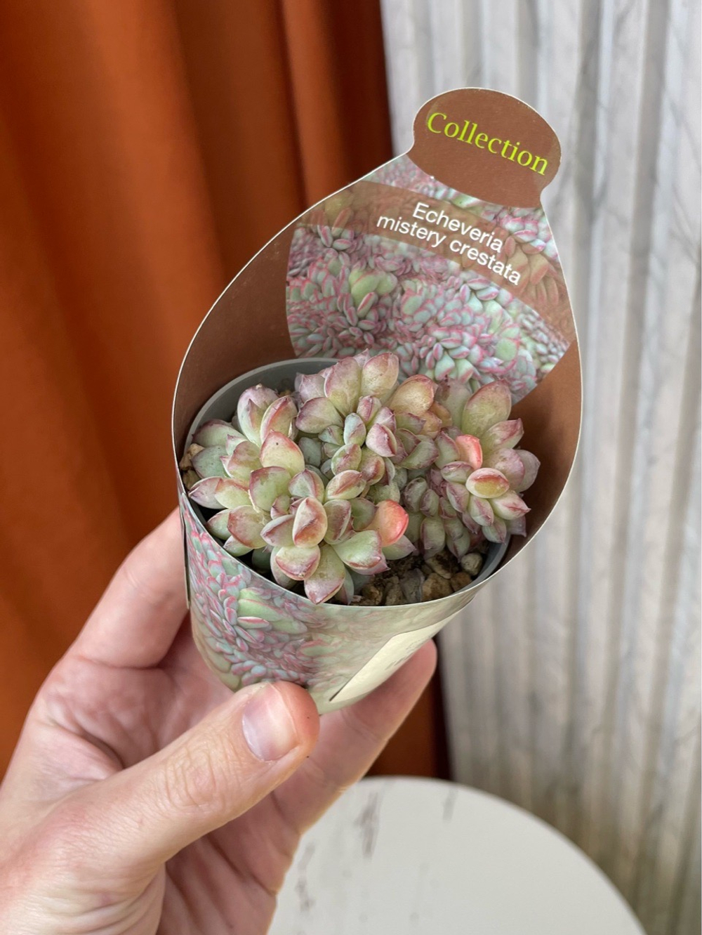 Эхеверия Мистери Кристата, D6см Н15см, 1шт, Нидерланды