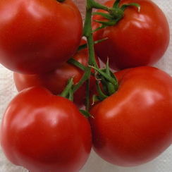 Таунсвилль F1 семена томата детерминантного (Bejo / Бейо)