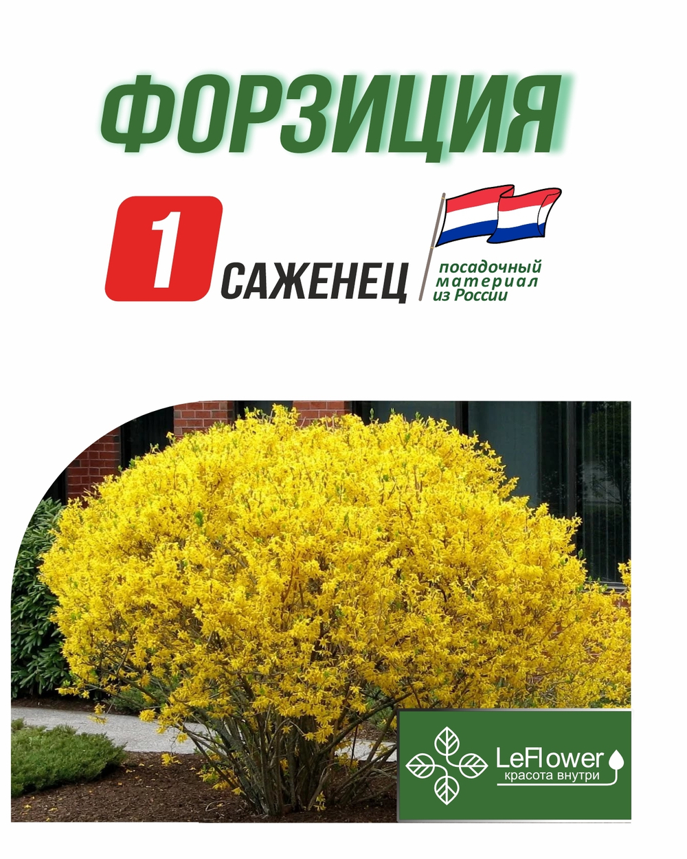 Саженец, Форзиция 1шт