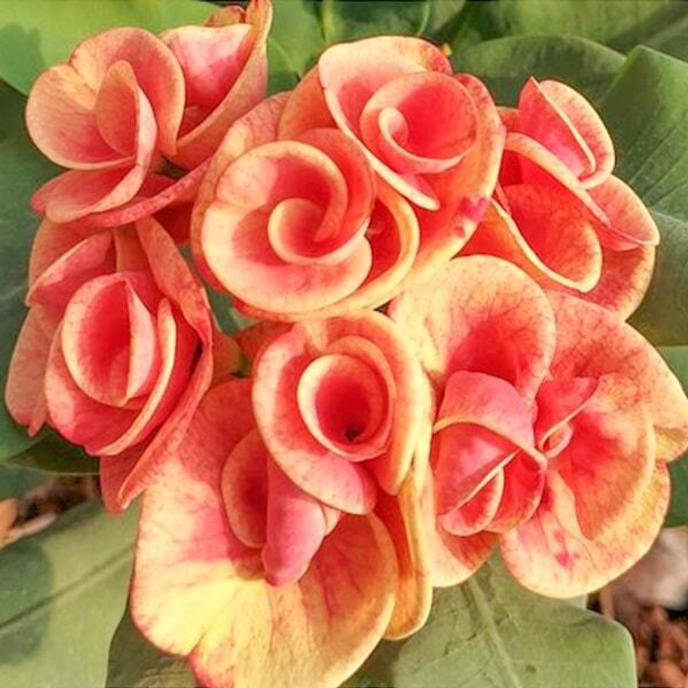 Эуфорбия Миля JAM JAN