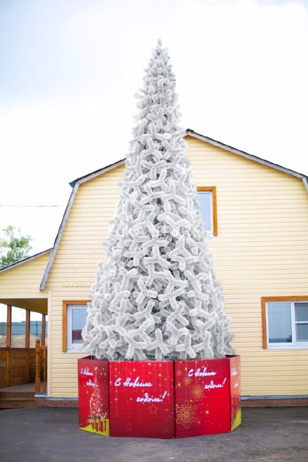 сосна ствольная белая Альпийская уличная