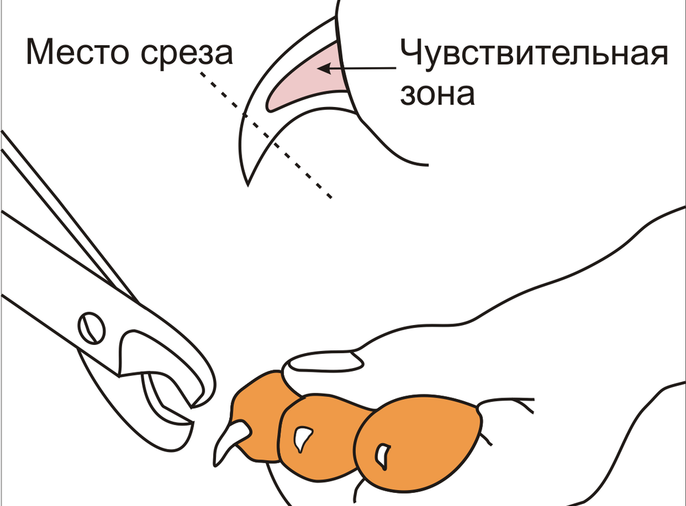 HistoTree Когтерез-секатор для собак (цвет в ассортименте)
