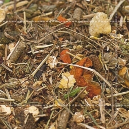 Пони Морковь