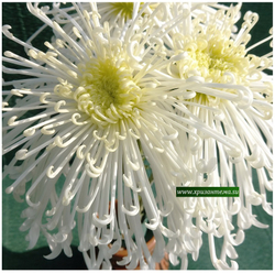 Chesapeake , крупноцветковая хризантема /ан 1 /поставка май 2026г/