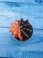 Gymnocalycium Variegata (Гимнокалициум Вариегатный)