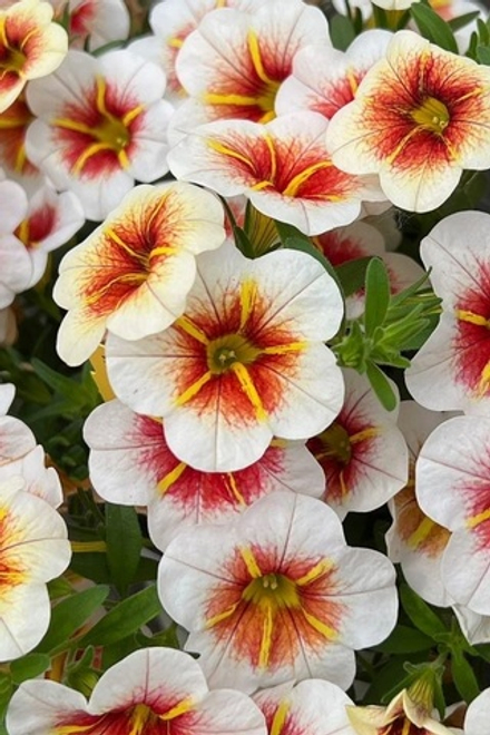 ЕВРО Calibrachoa Calitastic Cappuccino ОКС укорененный черенок