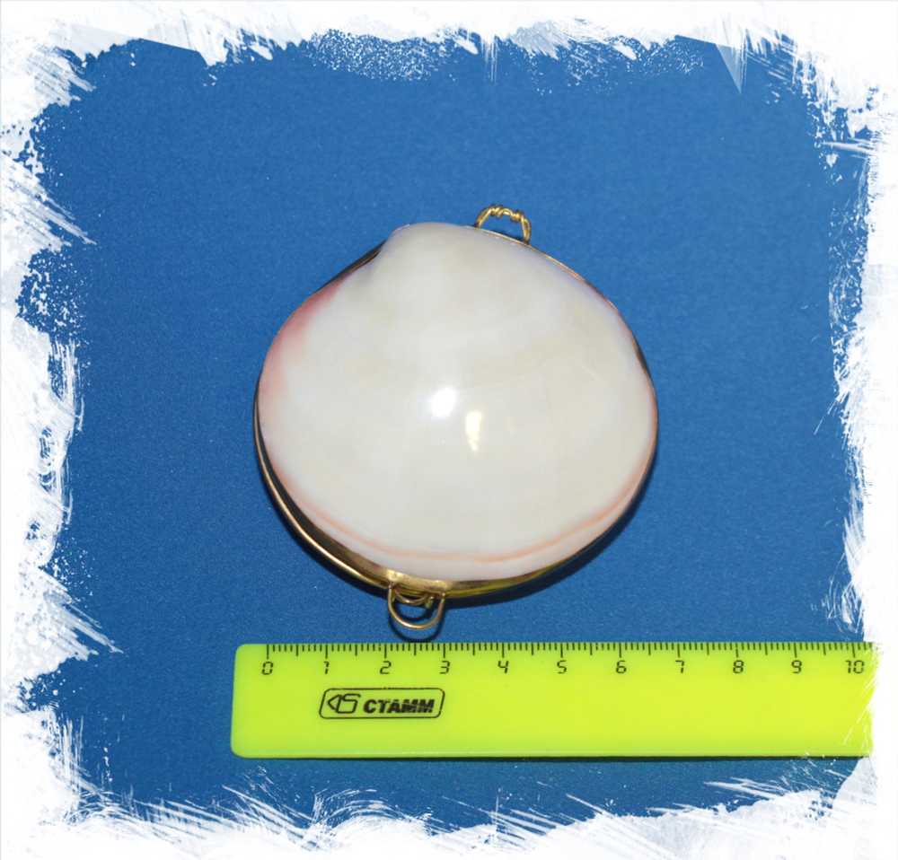 Шкатулка из ракушки Кодакии Тигерины