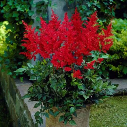 Астильба Рэд Скайскрейпер