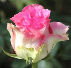 Роза сорт Малибу