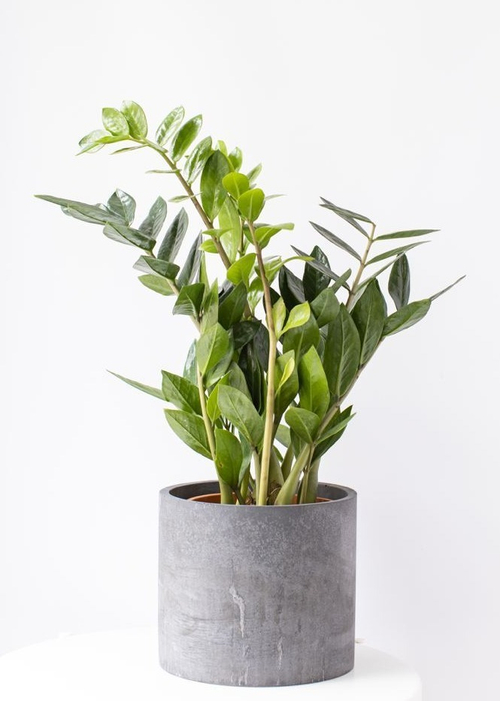 Замиокулькас