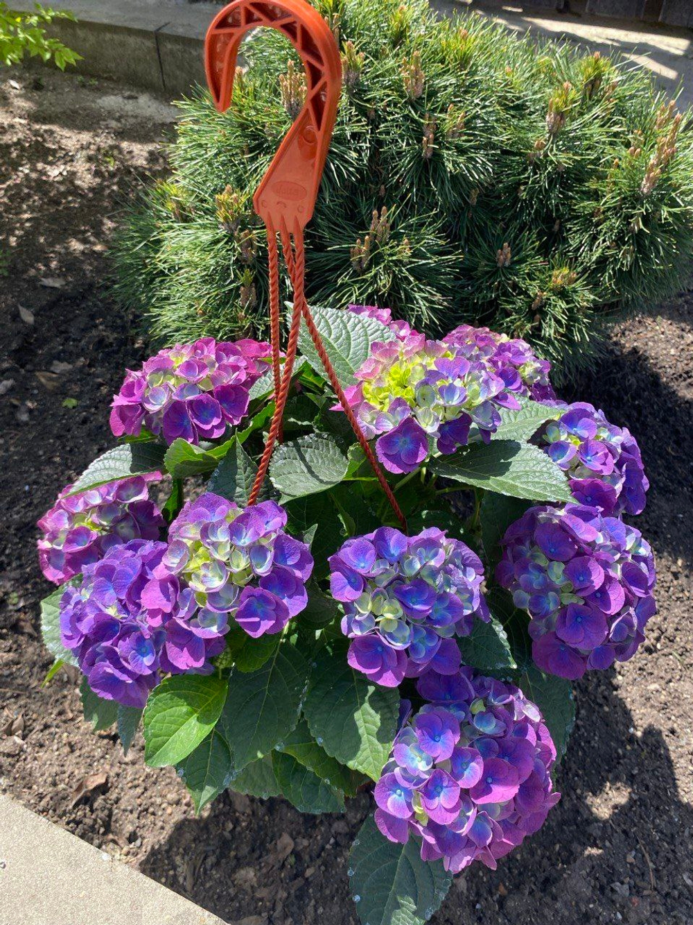 Ningbo Lilas (Нингбо Лилас) Р14 (5/6+) (фиолетовый)