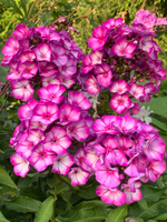 Флокс "СВИТ САММЕР ФЭНТЕЗИ"