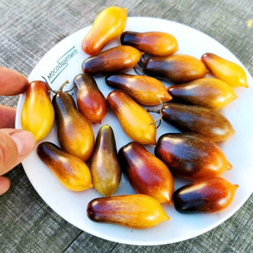 Помидоры Индиго Кумкват -  Indigo Kumquat Tomato