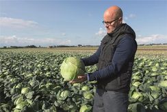 КРАУТМАН F1 семена капусты белокочанной (Bejo | Alexagro)