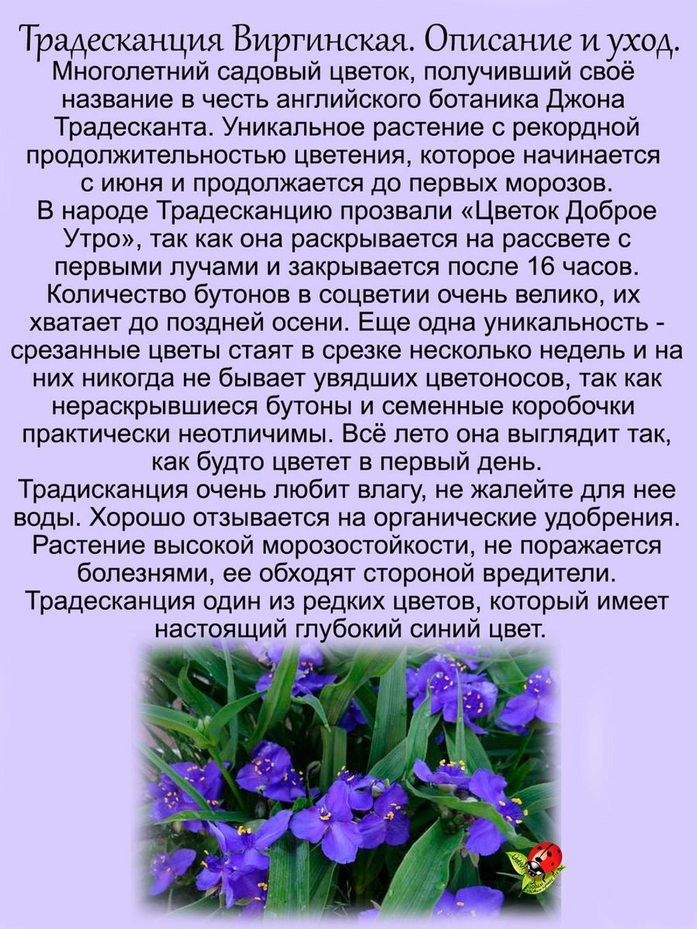 Традесканция Виргинская синяя садовая многолетняя