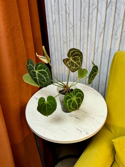 Антуриум Кларинервиум, D9см Н30см, 1шт, Urban Jungle (2962)