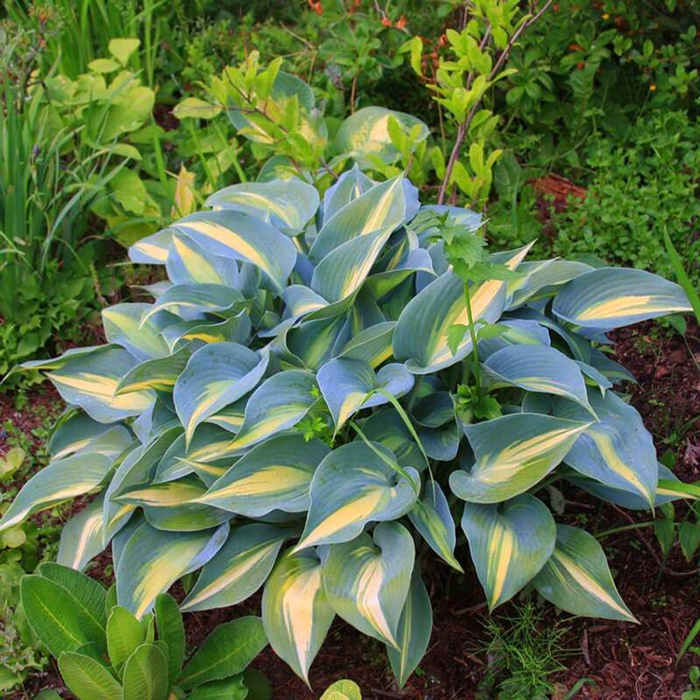 Хоста Гранд Марки