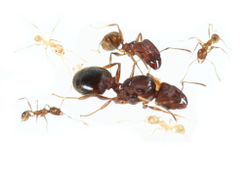 Муравьи Pheidole yeensis