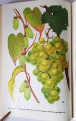 "Занимательное садоводство". Жданович Б.Д, Жданович Л.И