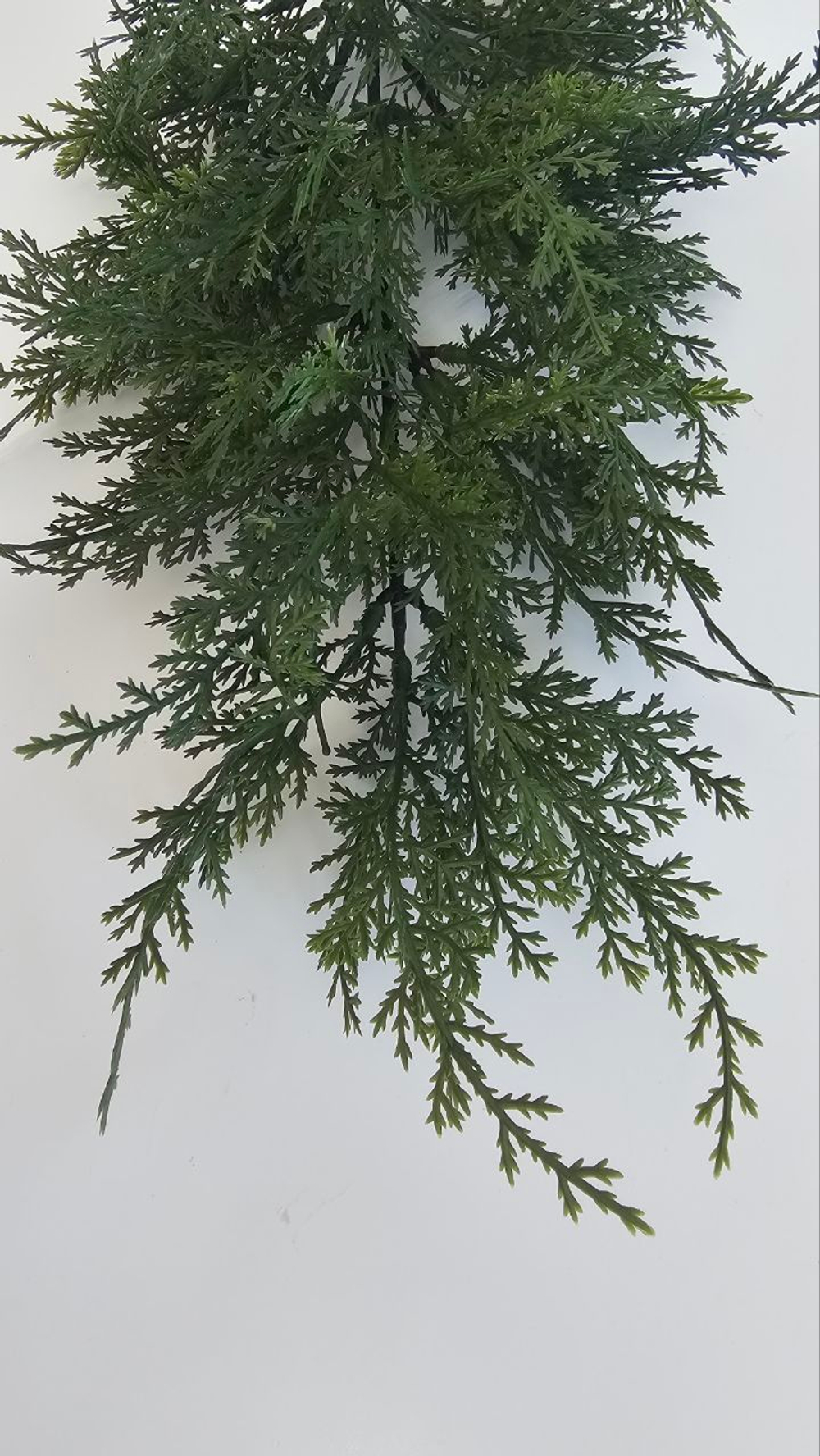 Ветка туи / Арт 5135