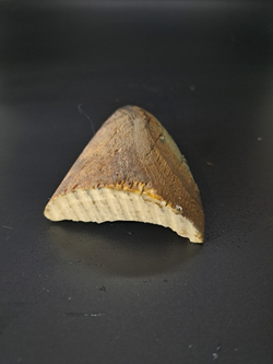 Бивень мамонта для коллекции