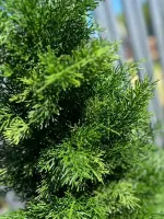 Туя искусственная (Литая хвоя) от 0,6 м до 2,3 м