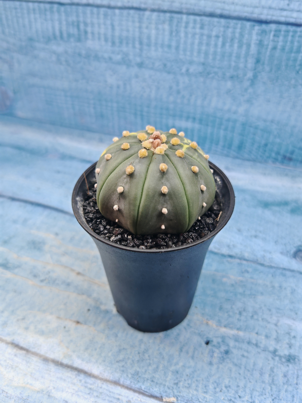 Astrophytum Asterias variagate (Астрофитум)