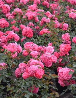 Роза Зоммервинд С7 Закупка М57 июнь 2026