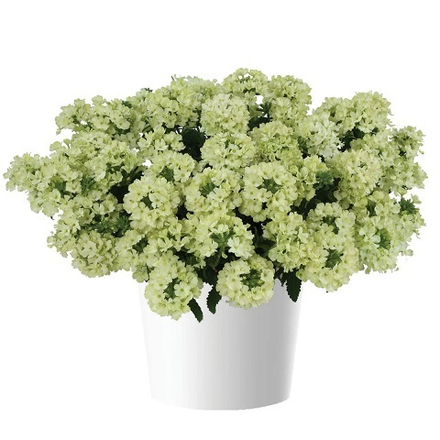 Вербена ампельная Vanessa Com Lime р9 1шт