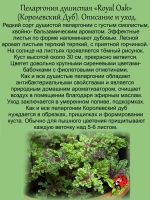 Пеларгония Королевский дуб